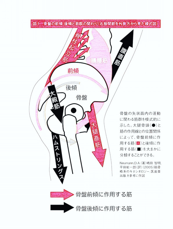 骨盤の前傾 後傾と筋肉の関係 Luccica 骨盤の前傾 後傾と筋肉の関係 Luccica