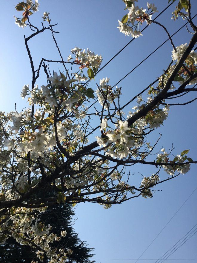 桜の種類がこんなにあるとは 番長 亀に逢う アキタ犬 白茶 大吉たろう