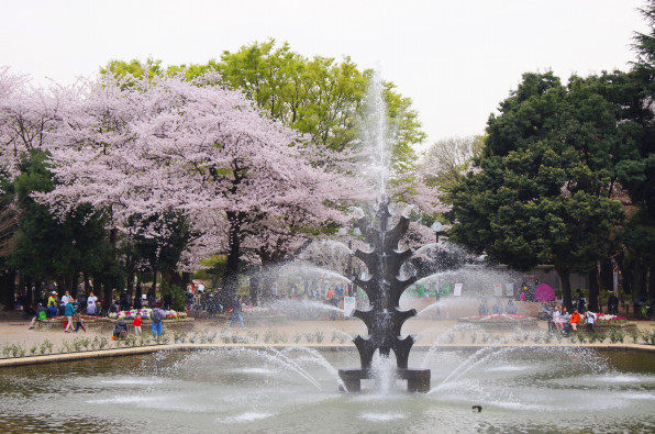 Short Blog 4月6日の世田谷の桜は まだまだ咲いてます 世田谷公園編 Leonardo Da Genki