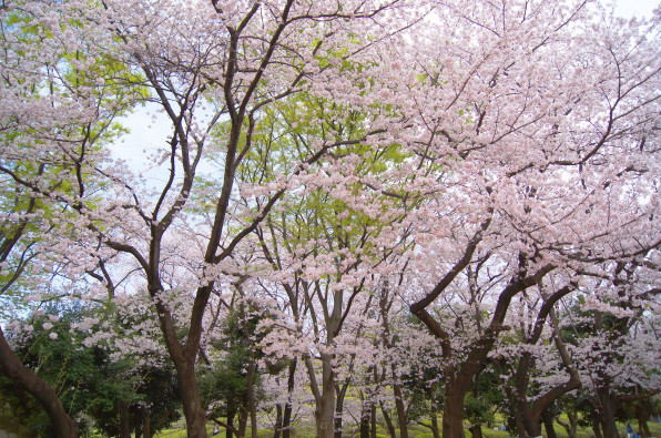 Short Blog 4月6日の世田谷の桜は まだまだ咲いてます 世田谷公園編 Leonardo Da Genki