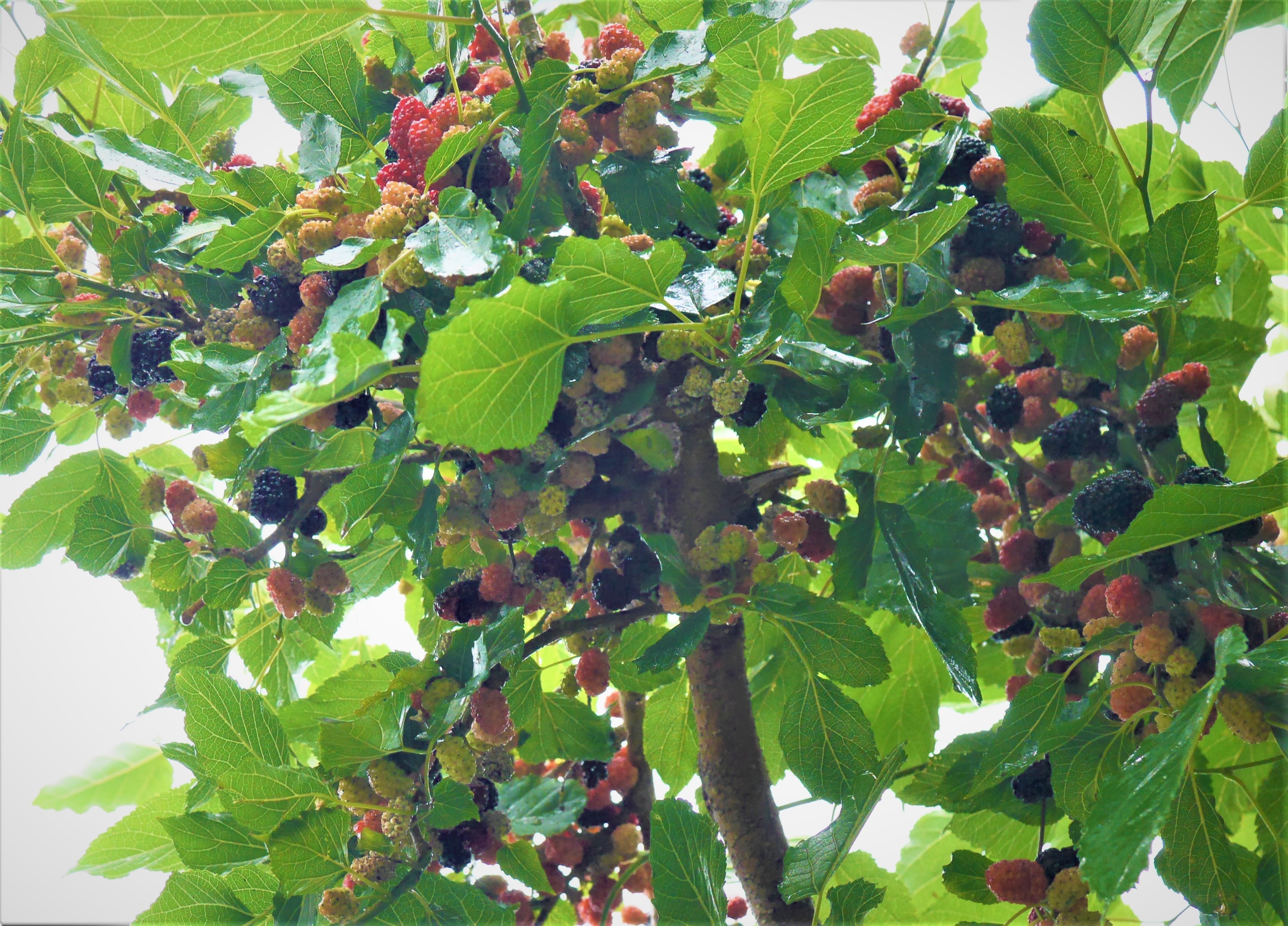 桑の実が ふってきた~ 丸畑とさんぽ道