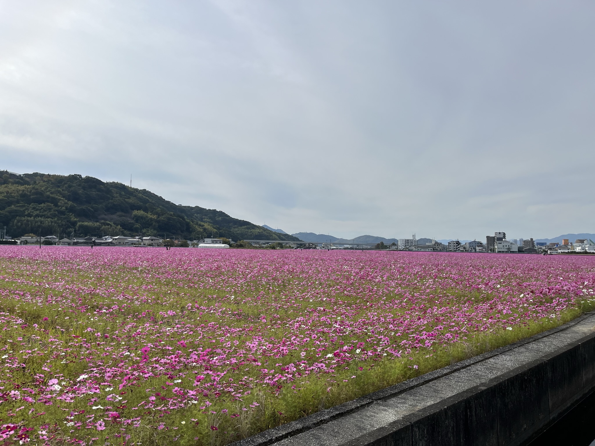 高知市高須コスモス畑”ついに満開！ | VITAL-FUSS-KOCHI