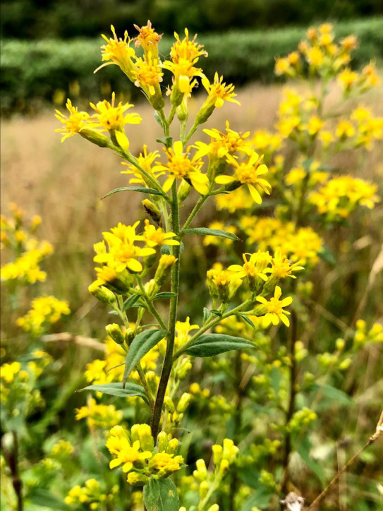 黄金色の杖と泡 アキノキリンソウ Hana ノ Namae