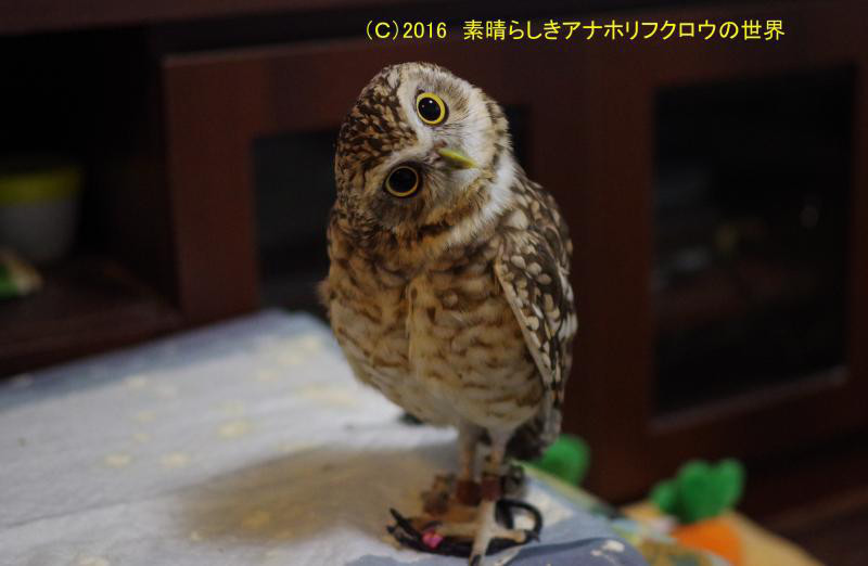 新着フォト 傾げる 素晴らしきアナホリフクロウの世界