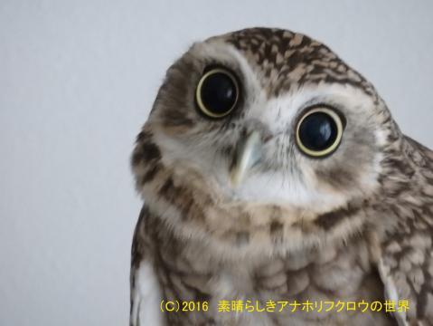 フォト 天使or小悪魔 素晴らしきアナホリフクロウの世界
