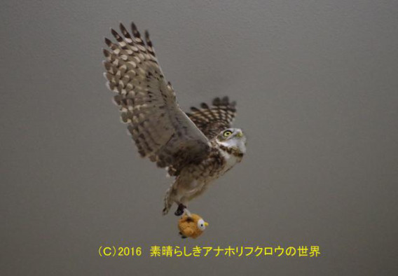 新着フォト 連れて飛ぶ 素晴らしきアナホリフクロウの世界