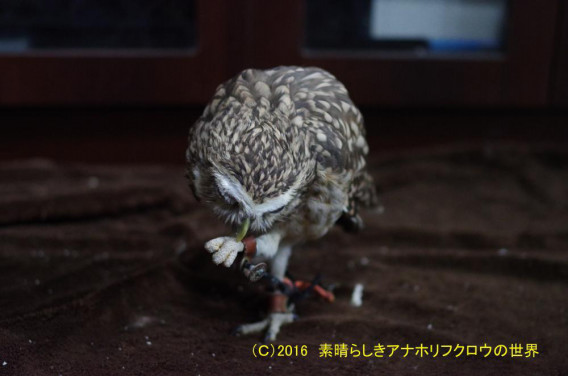 新着フォト 脚のお手入れ 素晴らしきアナホリフクロウの世界 新着フォト 脚のお手入れ 素晴らしきアナホリフクロウの世界