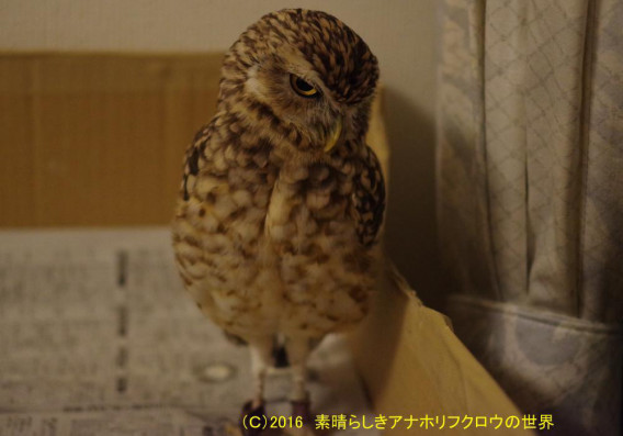 新着フォト 流し目 素晴らしきアナホリフクロウの世界 新着フォト 流し目 素晴らしきアナホリフクロウの世界