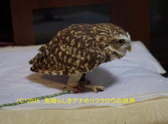 新着フォト 立っている状態 素晴らしきアナホリフクロウの世界
