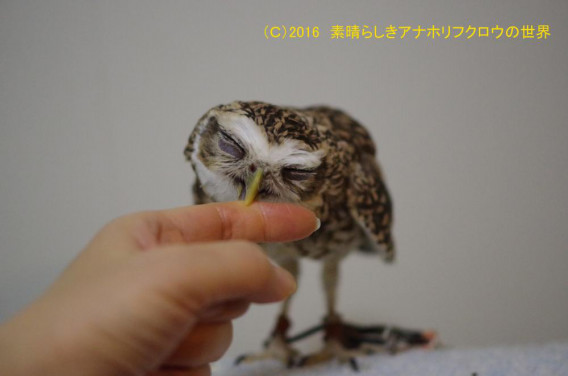 新着フォト 甘噛み 素晴らしきアナホリフクロウの世界