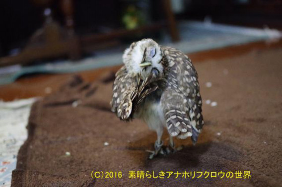新着フォト 羽根のお手入れ 素晴らしきアナホリフクロウの世界