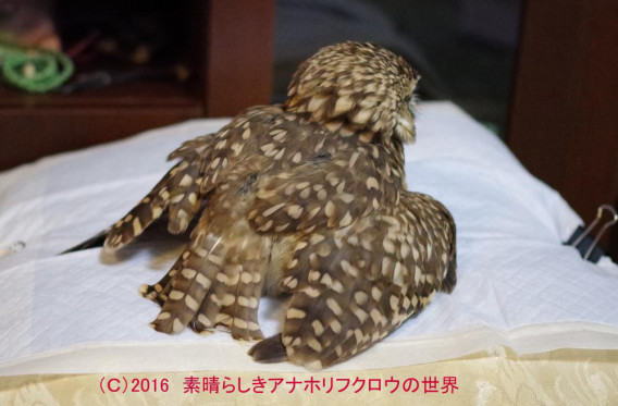 新着フォト 多重構造 素晴らしきアナホリフクロウの世界 新着フォト 多重構造 素晴らしきアナホリフクロウの世界