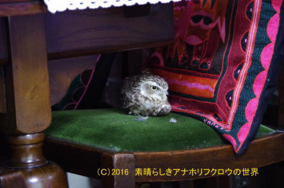 新着フォト アヒル寝 素晴らしきアナホリフクロウの世界