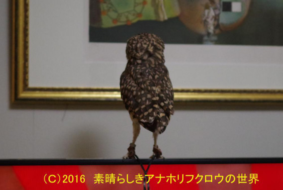 新着フォト エリンギ 素晴らしきアナホリフクロウの世界