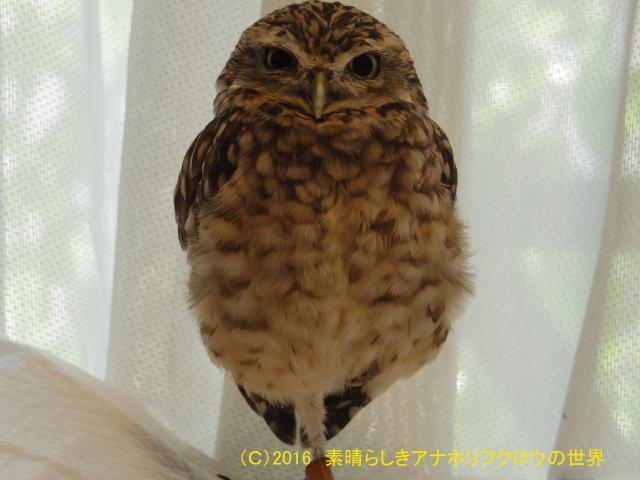 フォト 一本足 素晴らしきアナホリフクロウの世界
