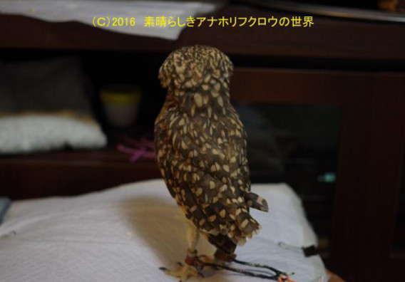 新着フォト ひょうたん 素晴らしきアナホリフクロウの世界 新着フォト ひょうたん 素晴らしきアナホリフクロウの世界