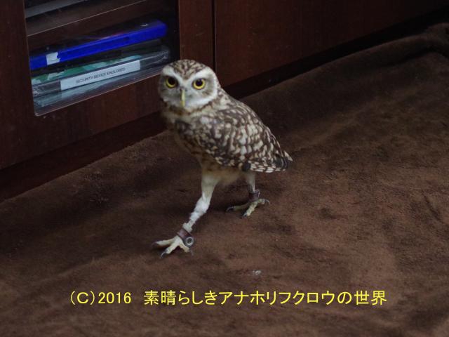 新着フォト 美脚 素晴らしきアナホリフクロウの世界