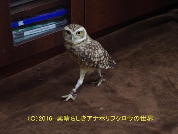 新着フォト 美脚 素晴らしきアナホリフクロウの世界