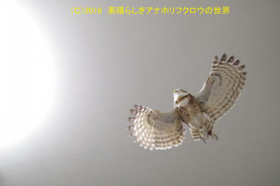 新着フォト 掴んで飛ぶ 素晴らしきアナホリフクロウの世界