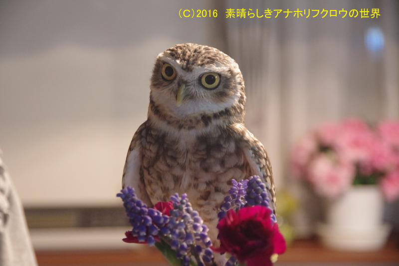 新着フォト 花と梟 素晴らしきアナホリフクロウの世界